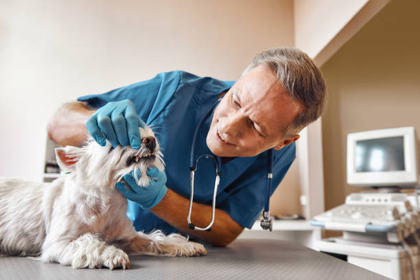 Best 24-Hour Emergency Dentist in Addis, LA